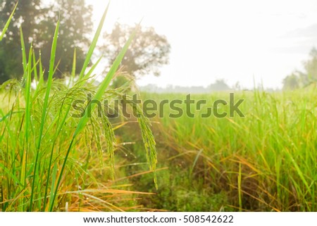a front selective focus picture of organic rice paddy in organic rice field in the morning sunrise
