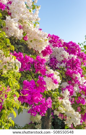 Beautiful big bougainvilleas branches full with pink and white blooming flowers against a nice blue gradient sky background.