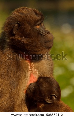 gelada baboon - Theropithecus gelada