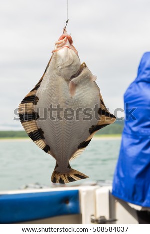 Flounder on hook. Bottom sea fishing in the Pacific near Kamchatka, Russia