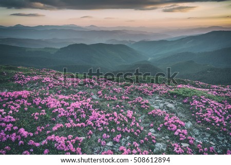 beauty rhododendron in high mountains, toned like Instagram filter