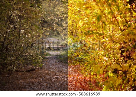 Photo before and after the image editing process. Pathway with fallen orange leaves through the colourful autumn forest