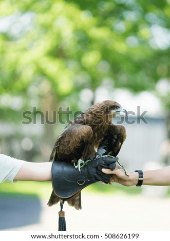 Brown hawk sitting and waiting on falconers human hand with blurred background