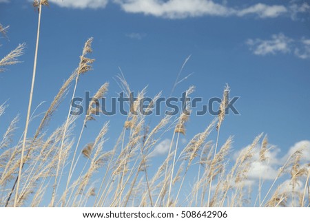 Wheat field against a blue sky.