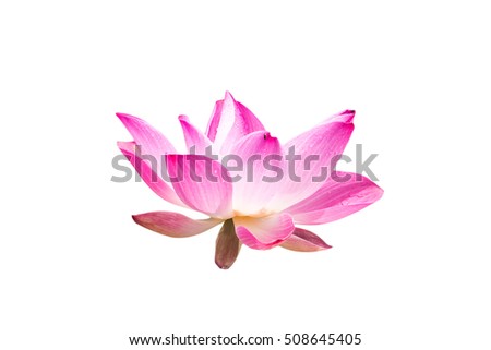 Lotus flower isolated