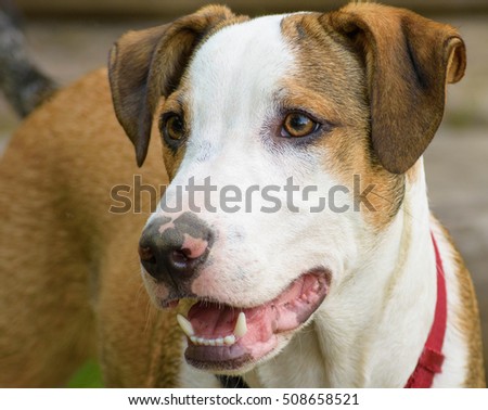 A handsome mixed breed smiles for his picture.
