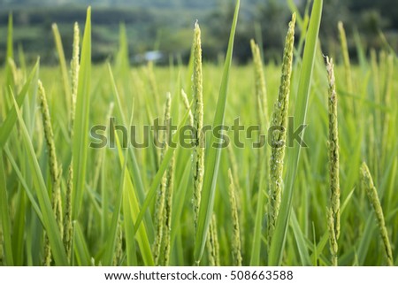 Closeup of rice spike in Paddy field on autum