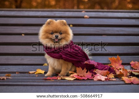 Pomeranian dog on the bench wrapped in the purple scarf. Beautiful autumn dog in a park with autumn leaves