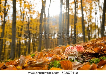 Beautiful Mushroom in the autumn forest
