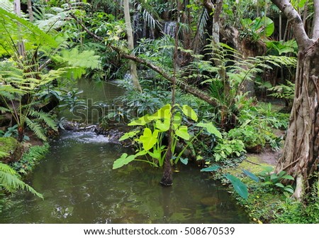 wet green moss and fern on tree and log jungle in deep rain forest , adventure walkway in deep wild in Chiang Mai, Thailand