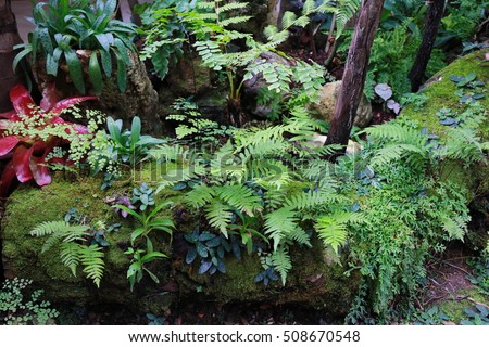 wet green moss and fern on tree and log jungle in deep rain forest , adventure walkway in deep wild in Chiang Mai, Thailand