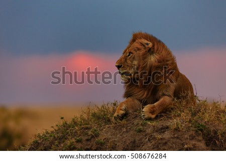 Lion at sunset in Masai Mara, Kenya Royalty-Free Stock Photo #508676284