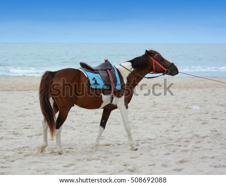 Horse on a beach Views around 