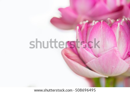 Lotus flower and Lotus flower plants on white background,Beautiful fresh pink lotus flower, isolated on white background. Stylish floral spring wallpaper. Greeting or invitation card.