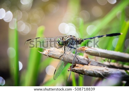 A Colorful Green Dragonfly with Blurred Bokeh