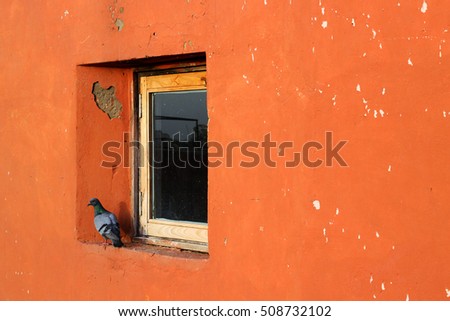 Solo Pigeon sitting on the window of an orange wall