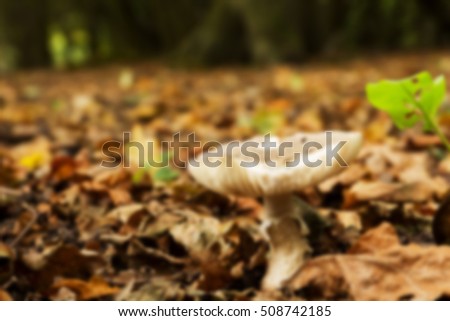 English woodland scene at the start of autumn Out of focus.