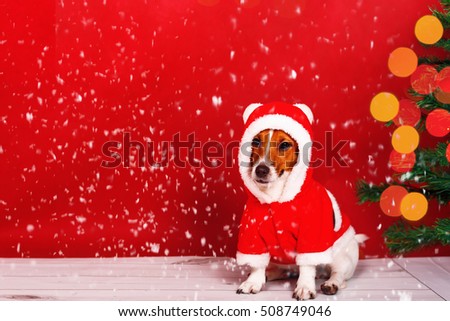 Santa dog near pine christmas tree. Falling snow. Holiday concept.