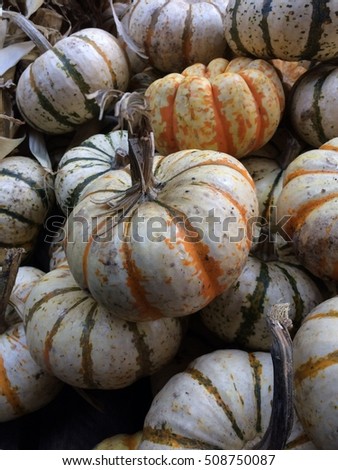 Festive Mini Pumpkins