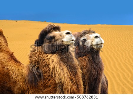 Beautiful photo of bactrian camels with sand dunes in the background. Gobi Desert. The camels can go without water for months. When water is available they drink up to 57 l at once