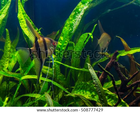 zebra angelfish pterophyllum scalare aquarium 