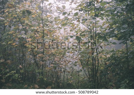 colorful autumn trees in heavy mist in wet forest after rain. scenic trail - vintage film effect