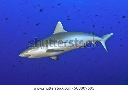 Grey reef shark Royalty-Free Stock Photo #508809595