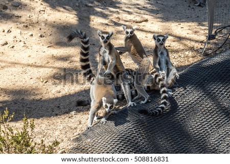 Lemurs playing around together in safari Park