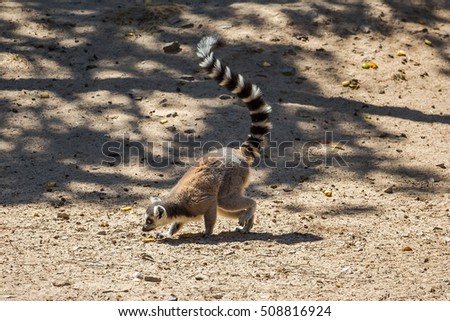 Lemurs playing around together in safari Park
