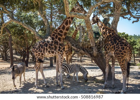 Giraffes eating in the shade of a tree