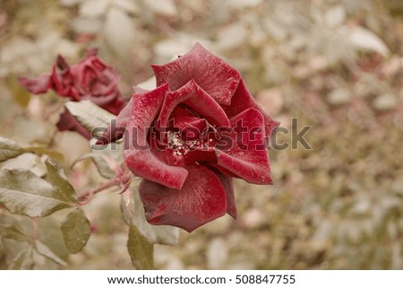Dry red rose in autumn garden top view. Flower in fall season sad autumn mood. Wilted rose flower closeup above view shot with copyspace.