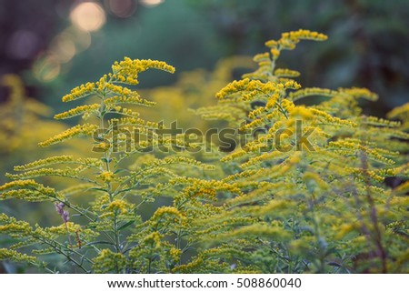 Golden Ragweed Yellow Flowers Close Up Picture