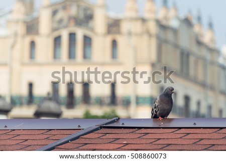 Grey City Pigeon Standing On Red Tile Roof