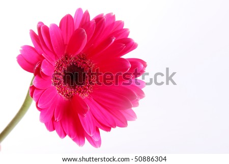 Fuchsia flower over white background. Nature image. Space to insert text or design