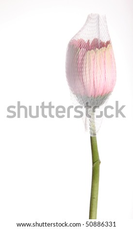 Pink flower on package over white background