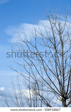 blue sky have cloud in winter season and have tree is foreground