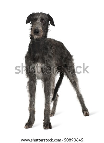 Irish Wolfhound, standing in front of white background Royalty-Free Stock Photo #50893645