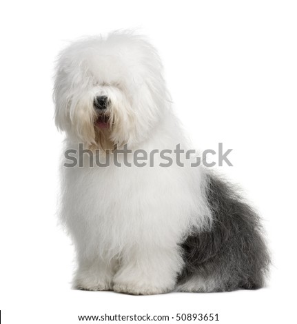 Old English Sheepdog, 3 Years old, sitting in front of white background Royalty-Free Stock Photo #50893651