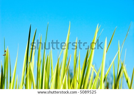 green grass over blue sky