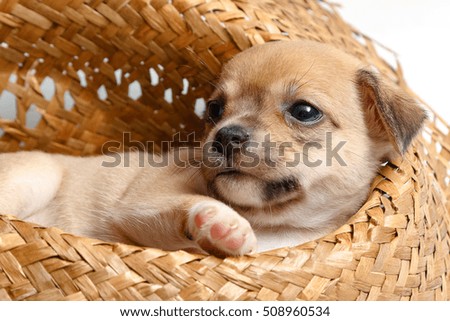 cute chihuahua puppies sleeping in woven hats