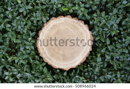Tree stump cut down outside in the forest in green leaves background
