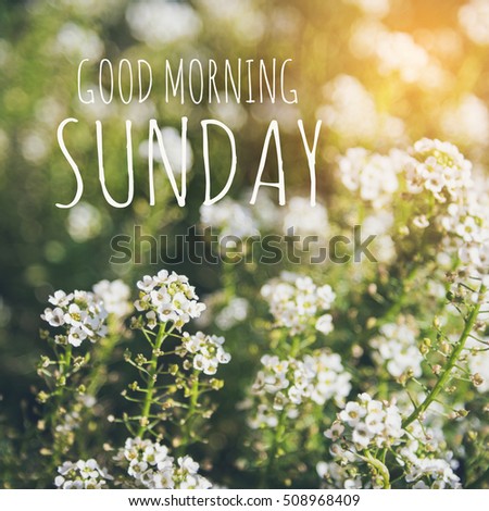 Good morning Sunday over blur flower background with sun light