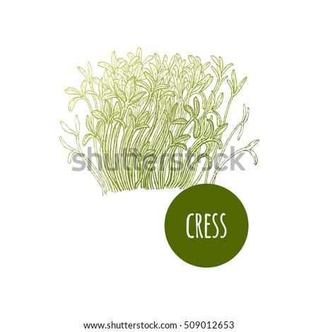Lettuce cress. Plant isolated on white background. Vector illustration. Hand drawing style vintage engraving. Greenery for create the menu, recipes, decorating kitchen items. Vintage.