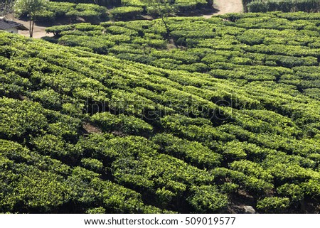 Beautiful fresh green tea plantation in Munnar, Kerala, India