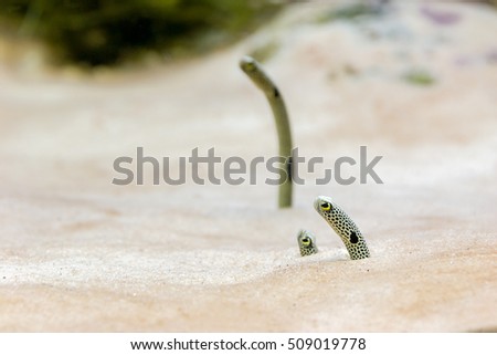 Sea sand eel