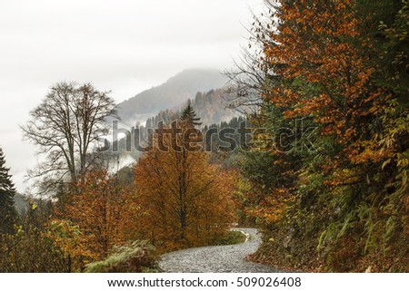 Autumn colors in the forest of Borcka on Karagol road.