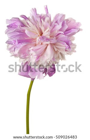 Studio Shot of Pink Colored Peony Flower Isolated on White Background. Large Depth of Field (DOF). Macro.