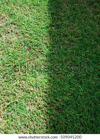 Green grass under the shadows half fream