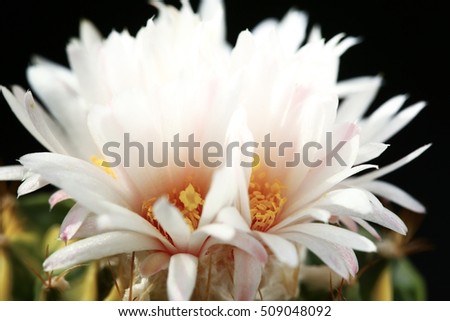 Low key picture of succulents, selective focus of flowers cactus 'Obregonia cv. Variegated.