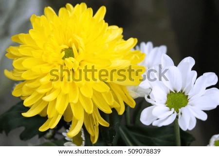 Yellow Chrysanthemum and white Daisy flowers.